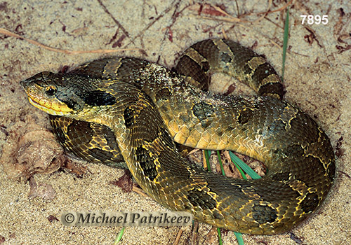 Eastern Hognose Snake (Heterodon platirhinos)